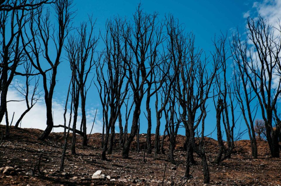 verbrande bomen in Spanje